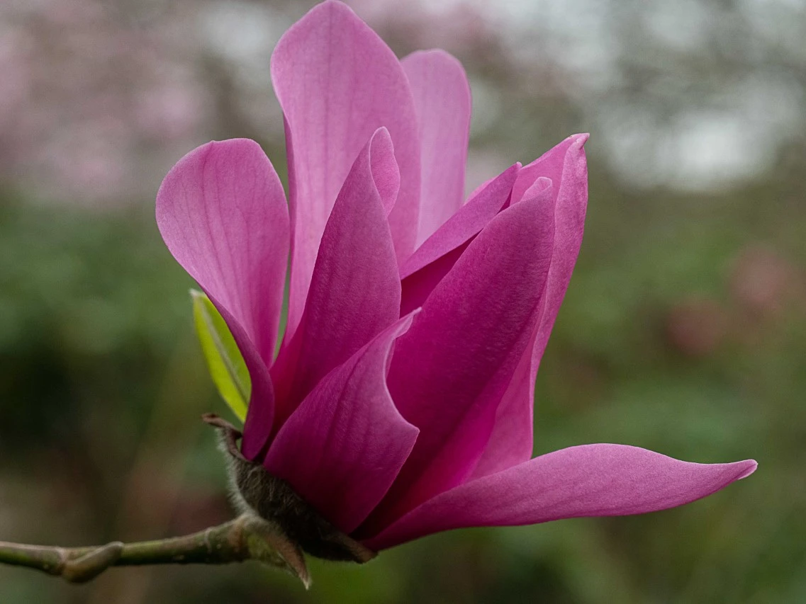 M. 'Caerhays Surprise' AGM